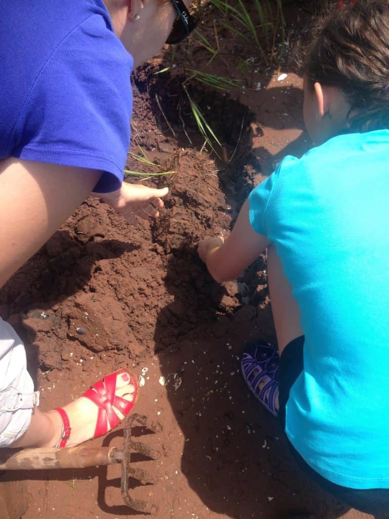 Clam Digging. Prince Edward Island with kids. 