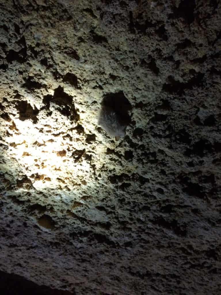 Look close kids, it's a hibernating bat. Inner Space Caverns