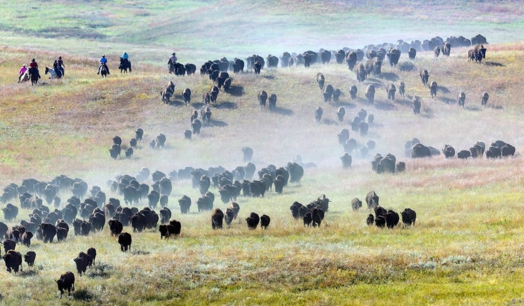 Custer State Park, Buffalo Round Up