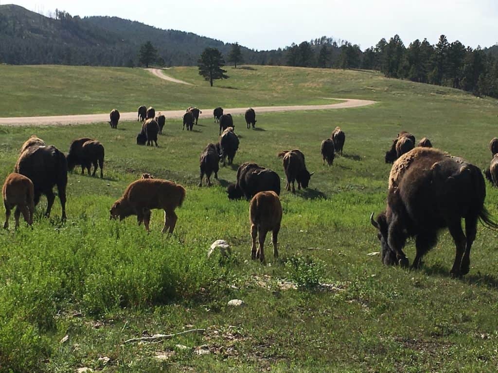 For Kids: Wildlife of South Dakota