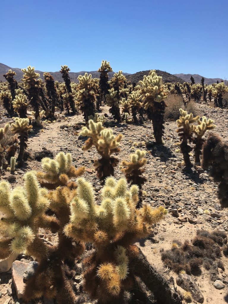 Discover Joshua Tree National Park with kids.