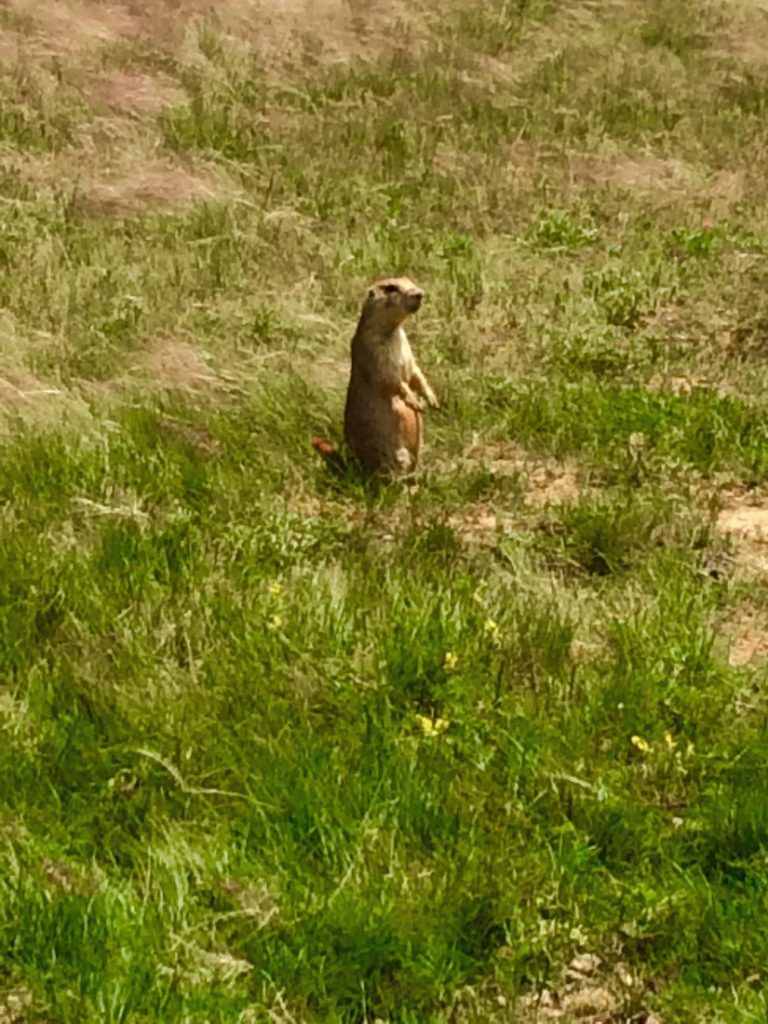The prairie dogs of Devils Tower National Monument in Wyoming.