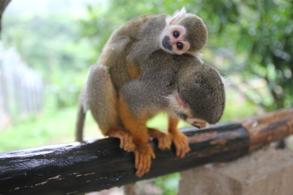 Explore the Dominican Republic with kids