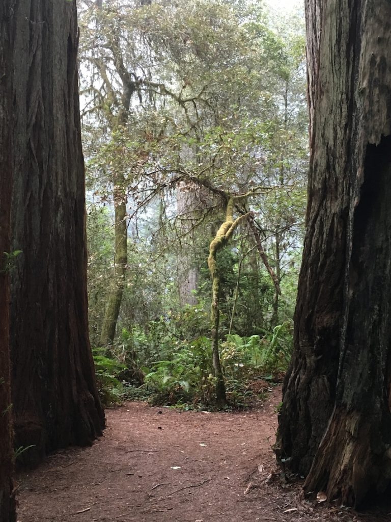 Hike a trail as one of the things to do in the Redwoods with kids.