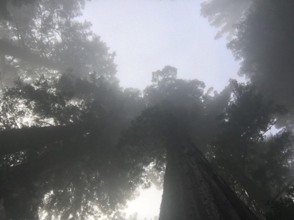 Take a hike as one of the things to do with kids in the Redwoods. 