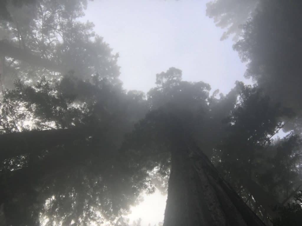 Take a hike as one of the things to do with kids in the Redwoods.