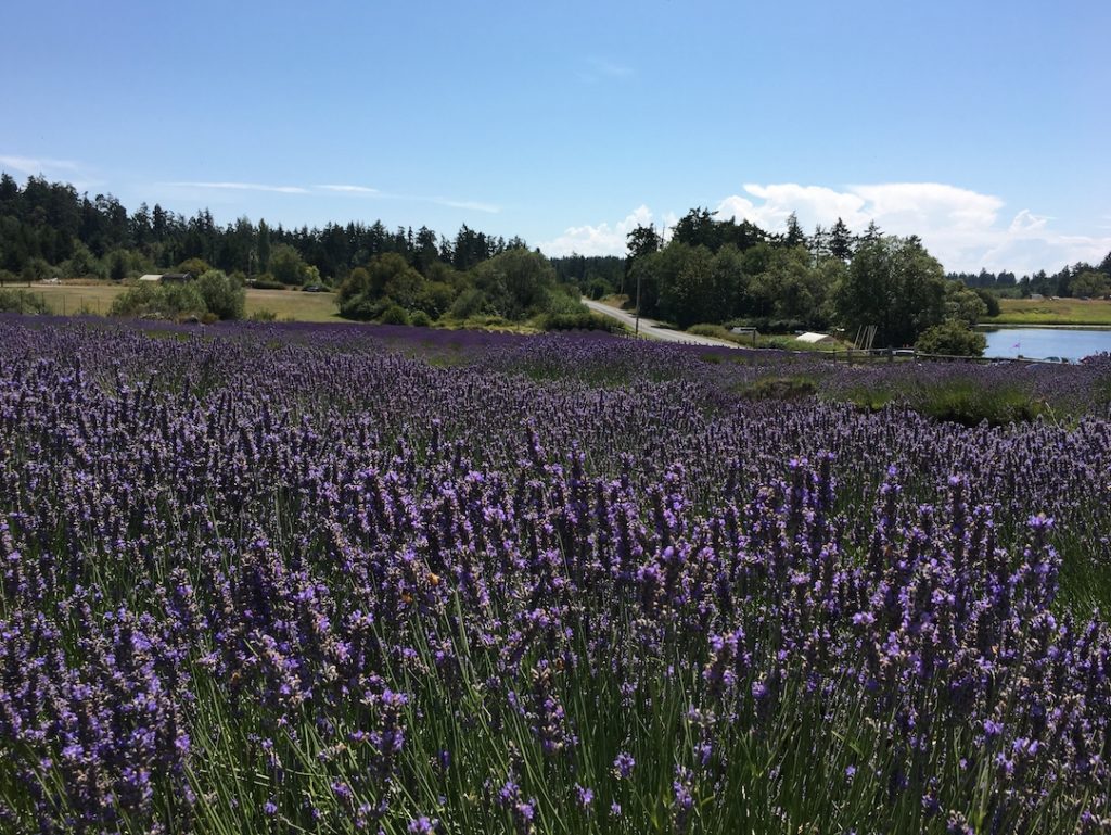Walk in a field of lavender as one of the things to do on San Juan with kids. 