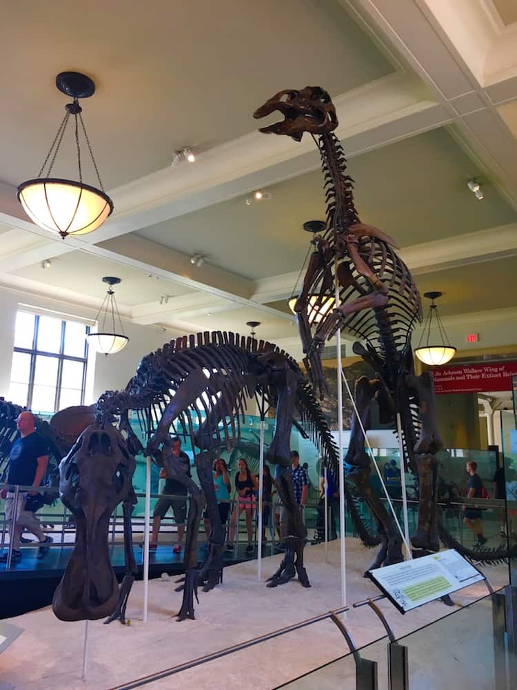 Tour the Natural History Museum during your 4 day NYC itinerary. A top museum for Kids in NYC. 