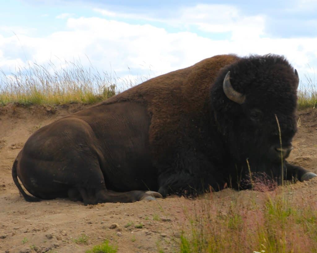 Find animals. What to see in Yellowstone National Park with kids.