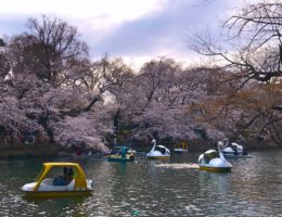 Where to see Cherry Blossoms in Tokyo with kids