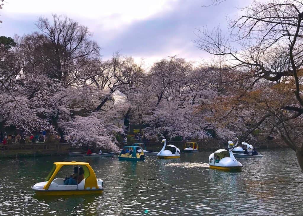 Where to see Cherry Blossoms in Tokyo with kids