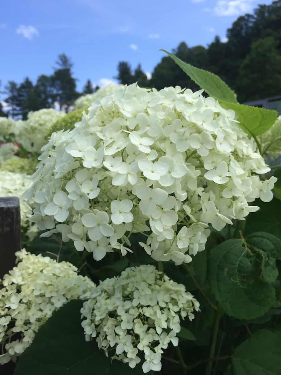 Hydrangea along Blue Ridge Parkway