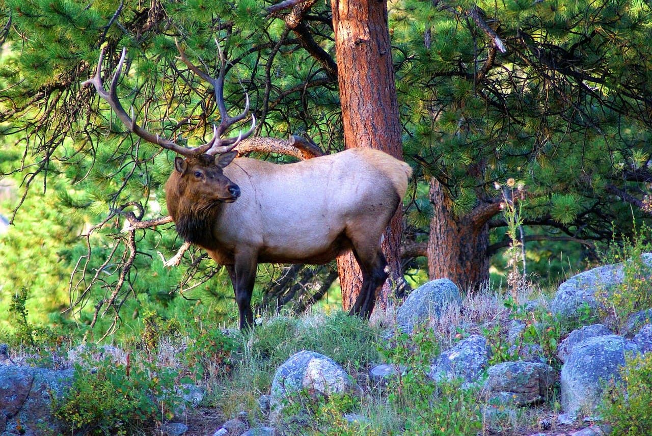 Elk in Rocky Mountain