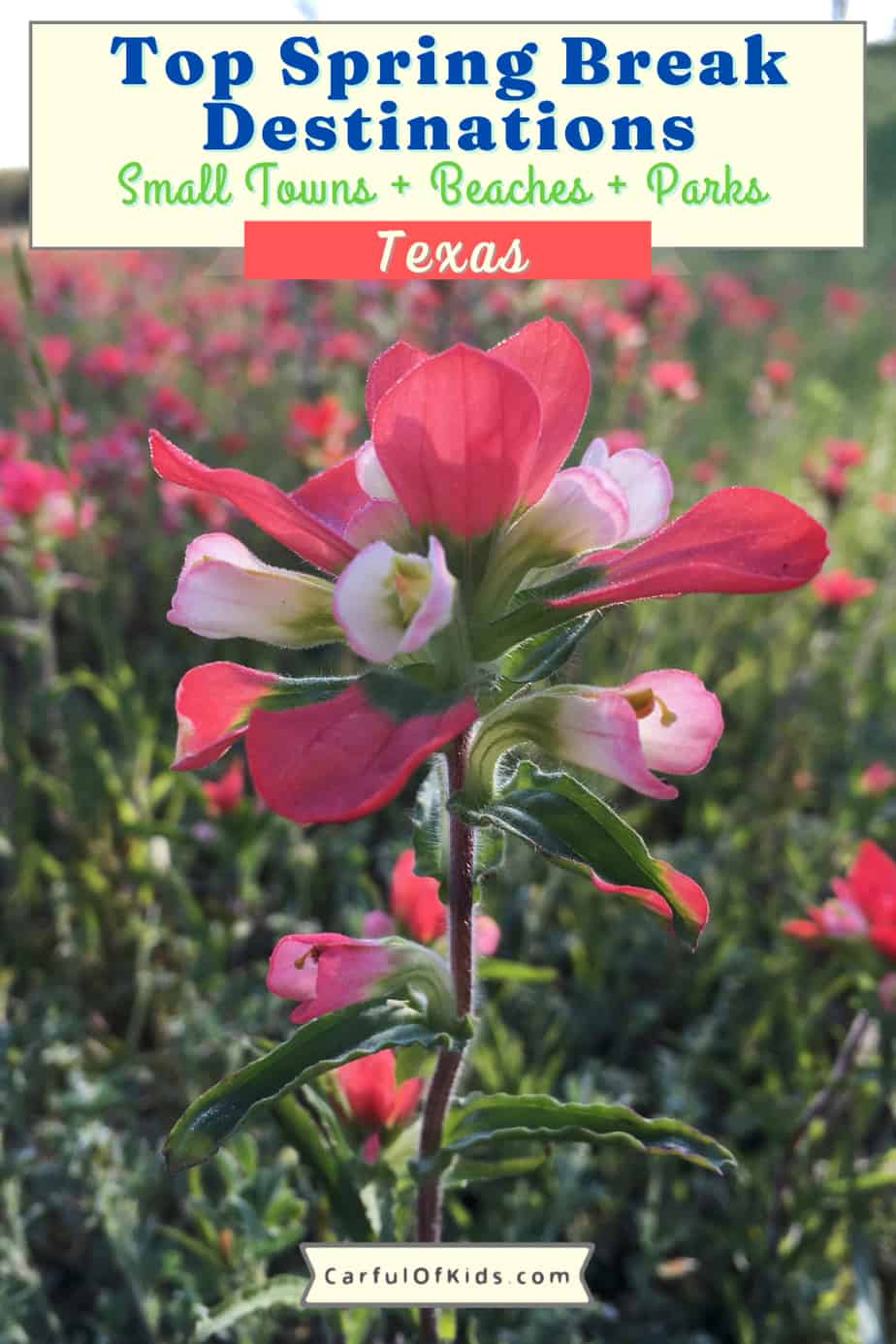 Make it a Spring Break to remember with your kids. Here's a list of the top places to visit in Texas for Spring Break with kids. Find destinations for across the state. Get tips on best beaches in Texas, top small town destinations in Texas, best places to camp and more. What to do in Texas for Spring Texas #SpringBreak #Texas
