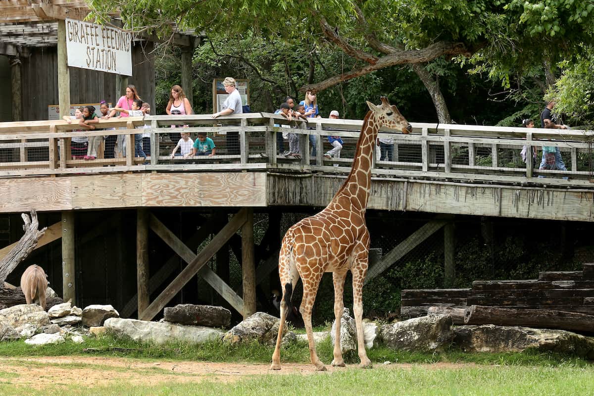 Best Zoos near Austin, Cameron Park Zoo