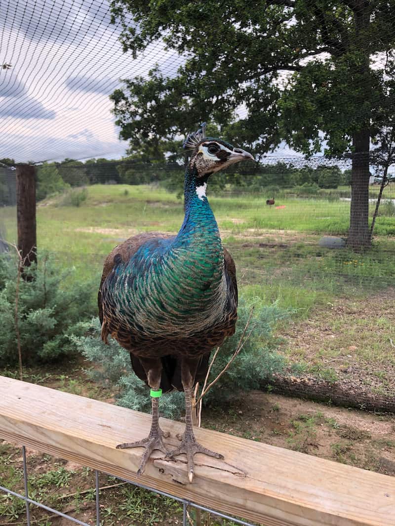 Peacock-Aggieland-Safari