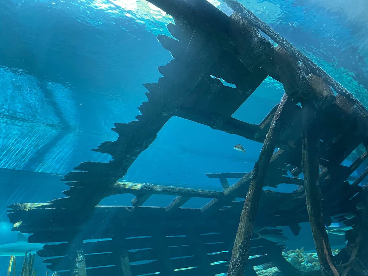 Texas-State-Aquarium-Shark