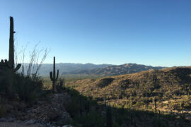 Sonoran Desert Landscape Tucson
