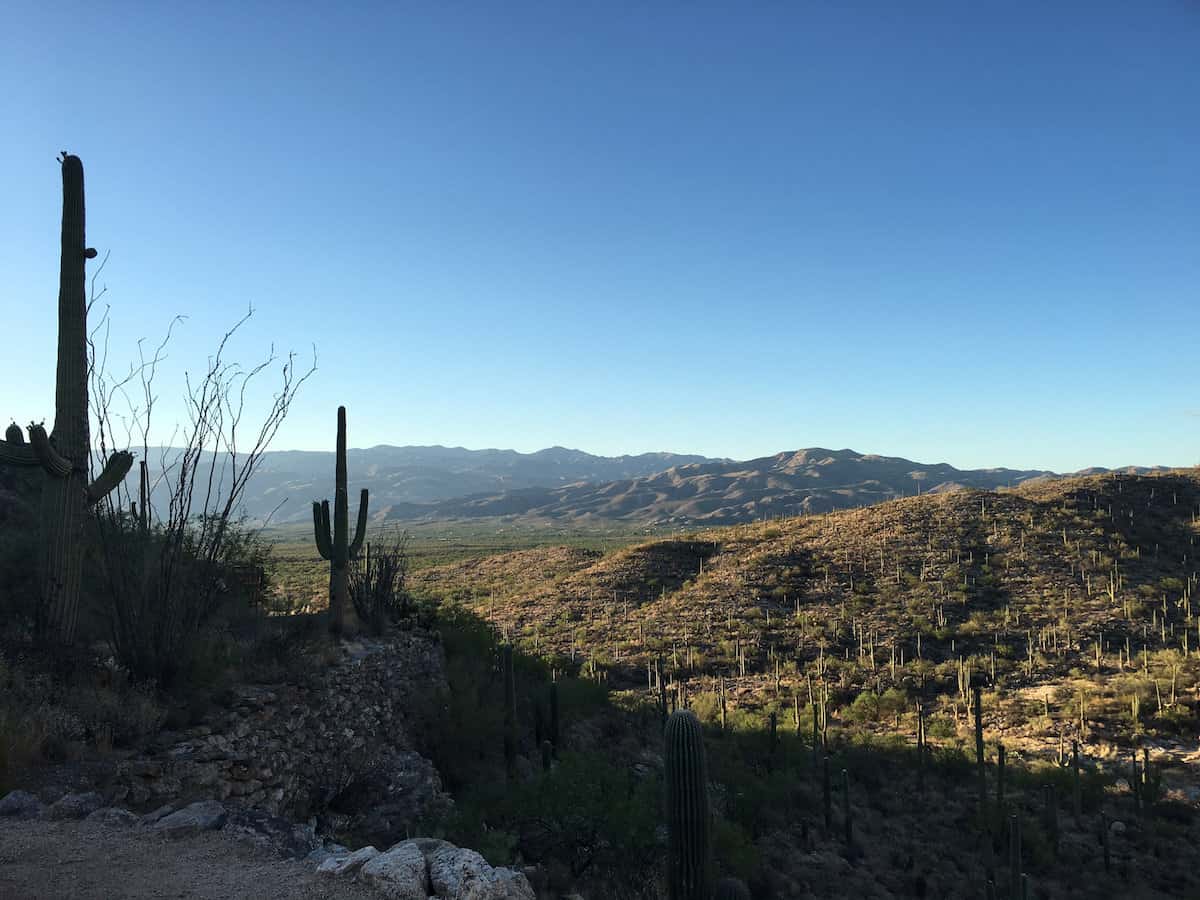 Sonoran Desert Landscape Tucson