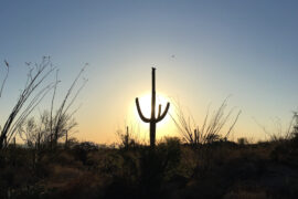 Saguaro Cactus at sunset in Saguaro National Park
