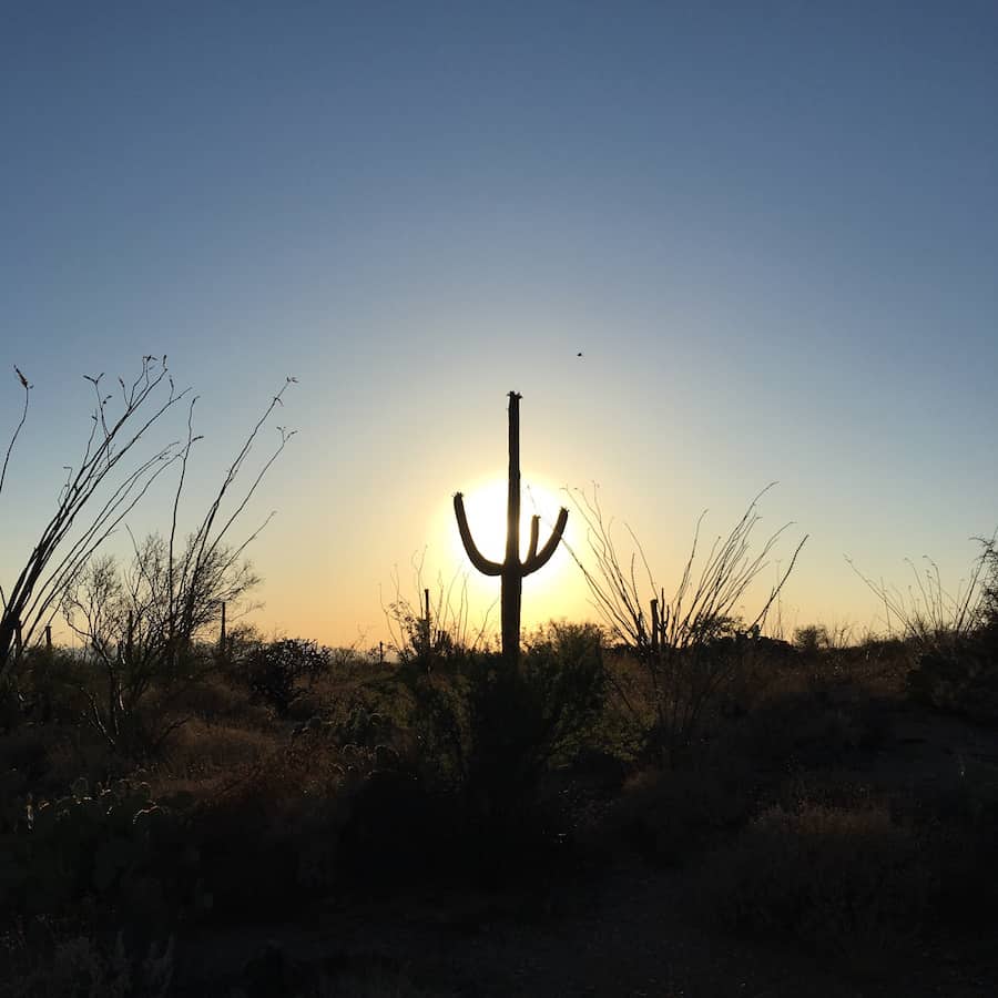 Saguaro Cactus at sunset in Saguaro National Park