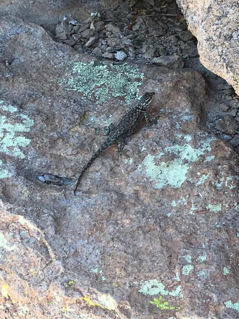 lizard in Chiricahua National Monument