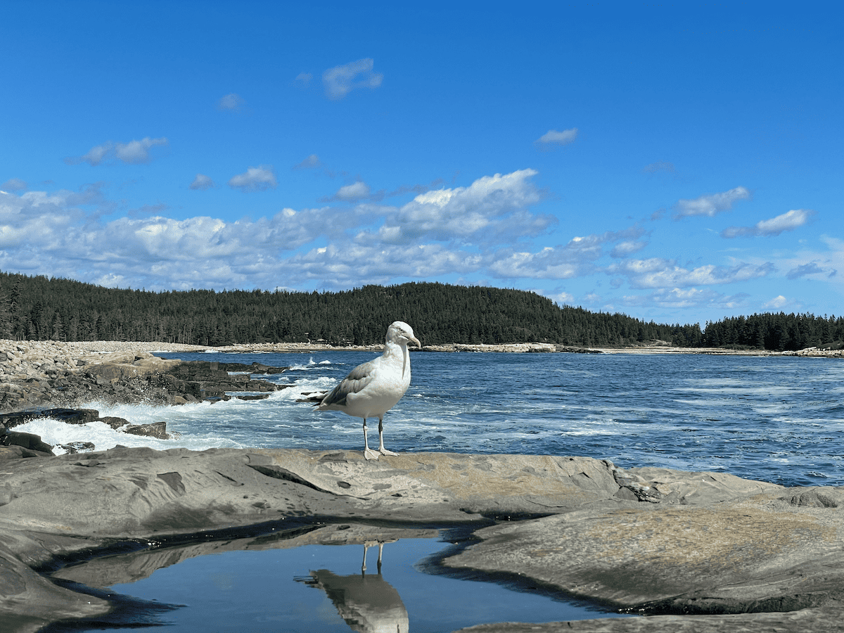 Seagull in Acadia National Park