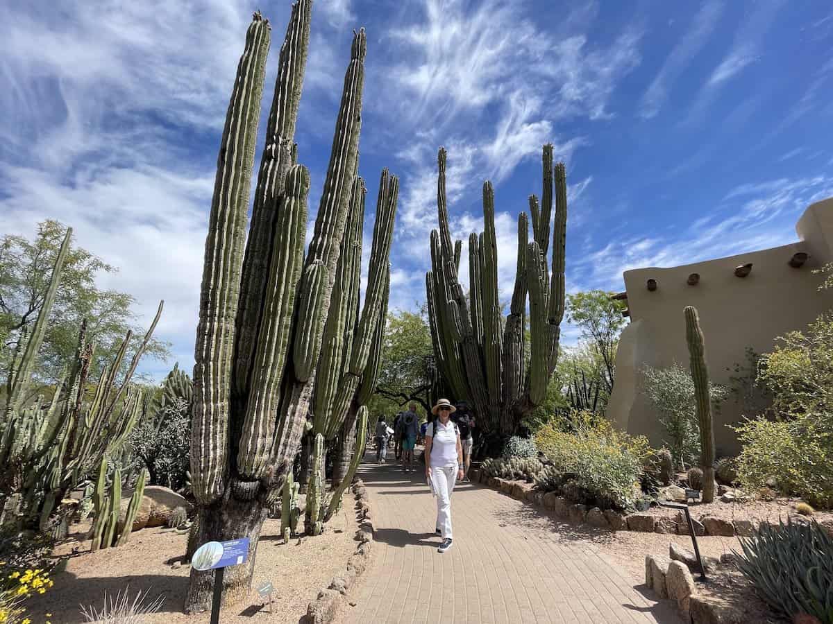 Desert Botanical Garden in Phoenix