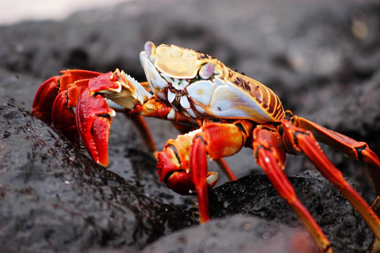 crab in the Galápagos Islands.