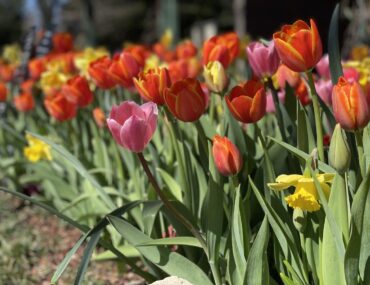 7 Places to Find Tulips in Texas 2026