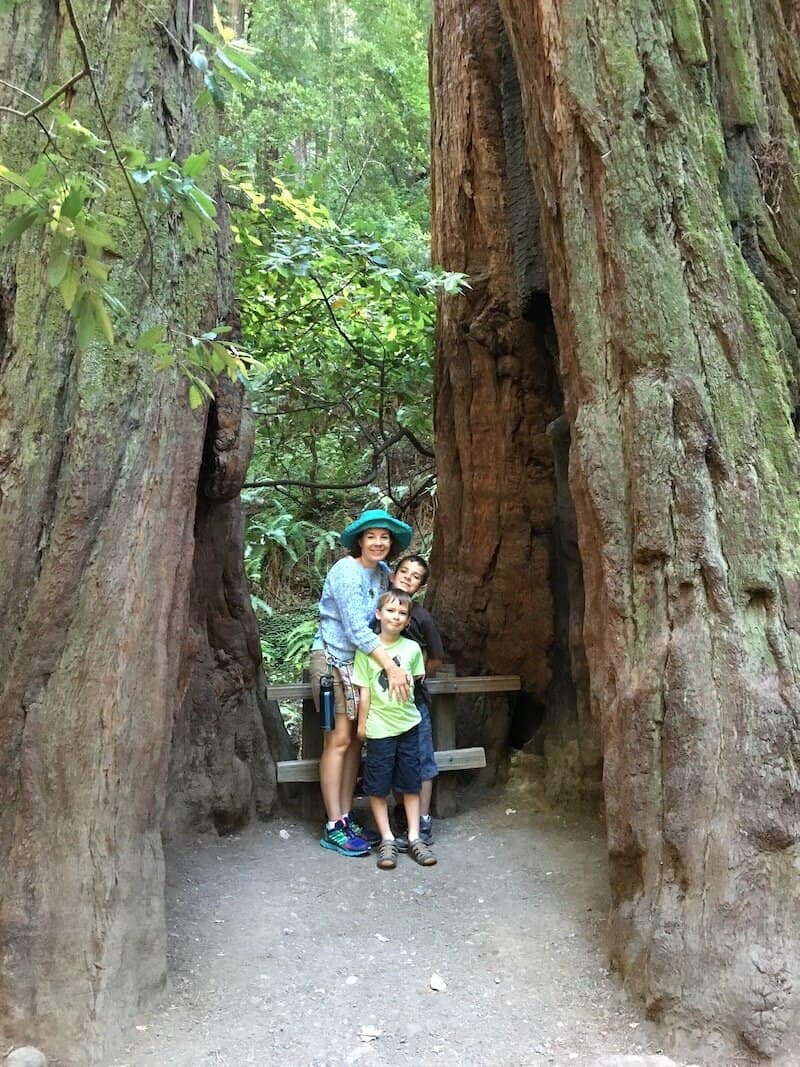Standing inside of redwood trees at Muir Woods