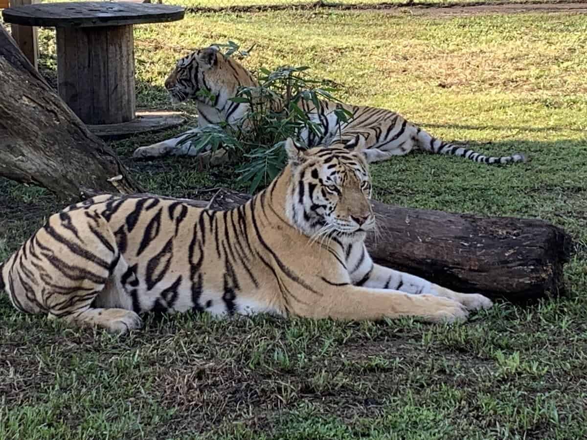 The Catty Shack Wildlife Sanctuary