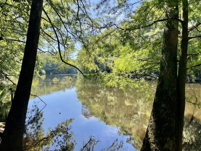 From Fireflies to Hiking: 9 Things to Do in Congaree National Park SC Congaree River