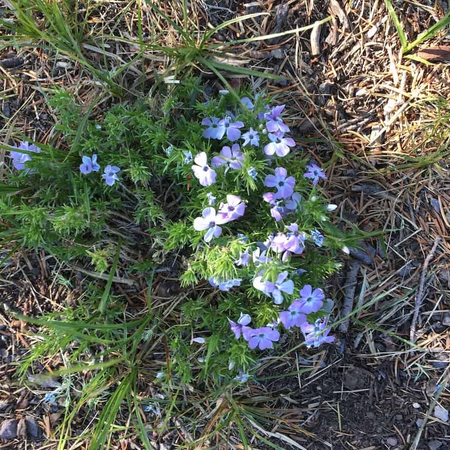 Wildflowers in Oregon.