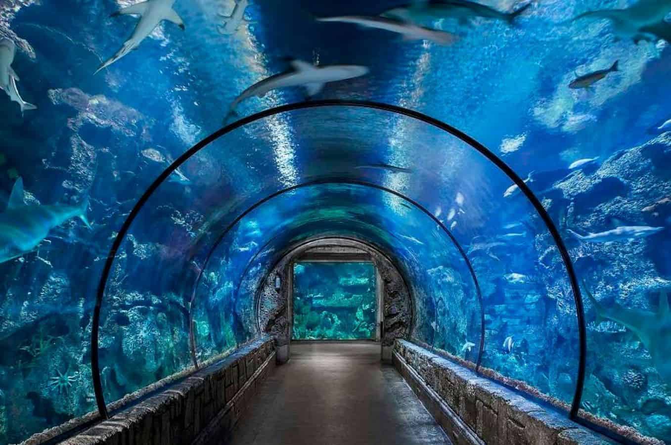 Shark Reef Aquarium at Mandalay Bay.
