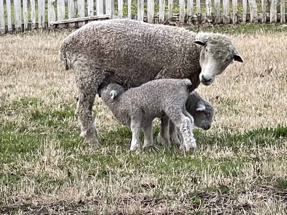 sheep at Colonial Williamsburg.