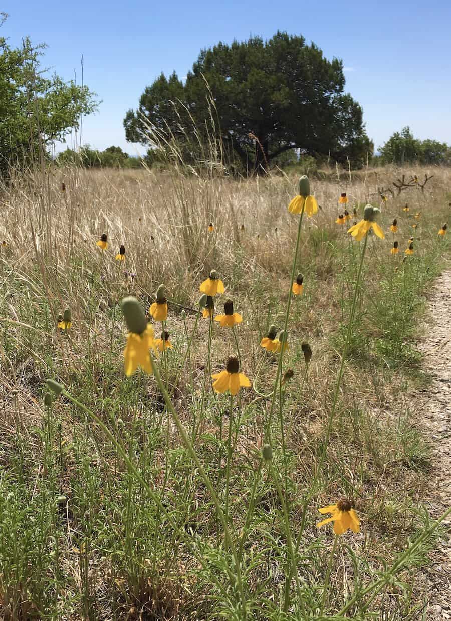 West Texas Wildflowers