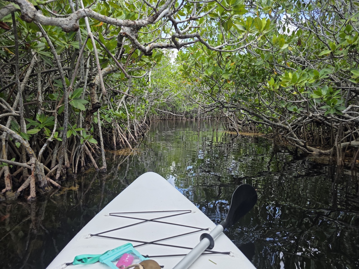paddleboarding in John Pennekamp State Park